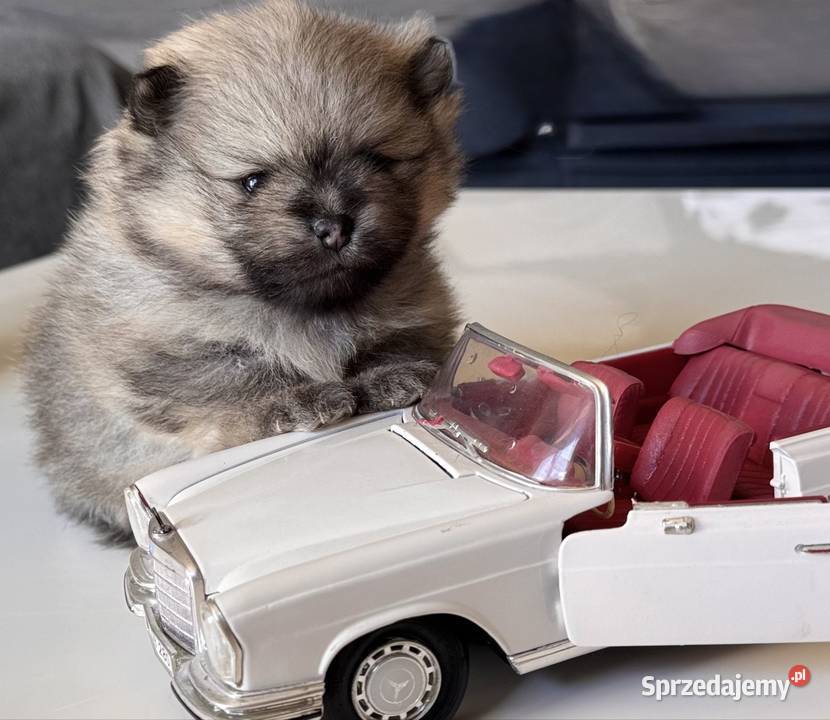Szpic miniaturowy Pomeranian samiec MIŚ Szpic miniaturowy Przywidz