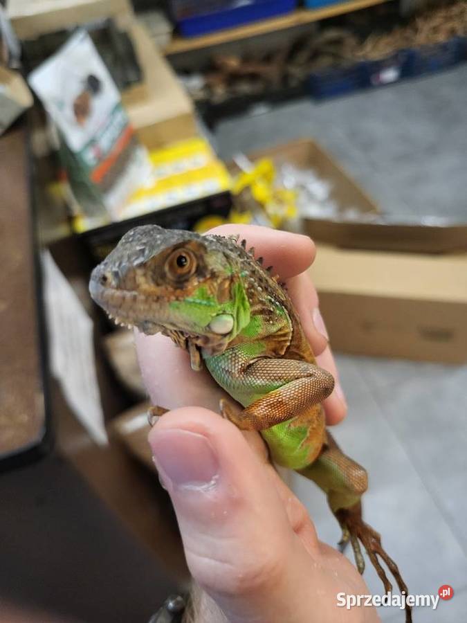 Legwan Igłana Czerwona Sklep Zoologiczny Katowice