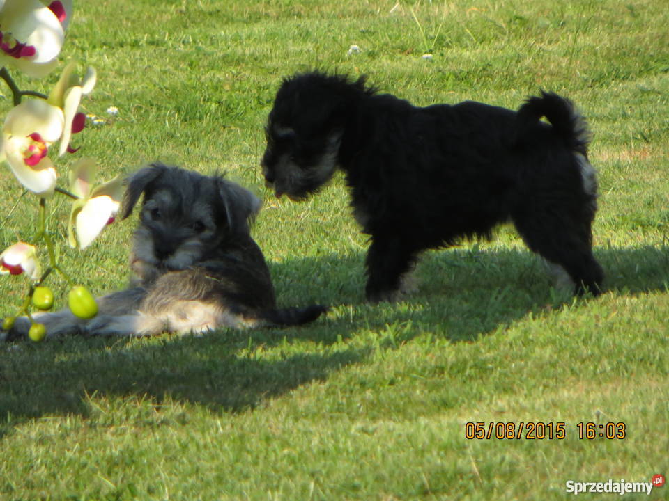 Sznaucer miniaturka Psy Częstochowa