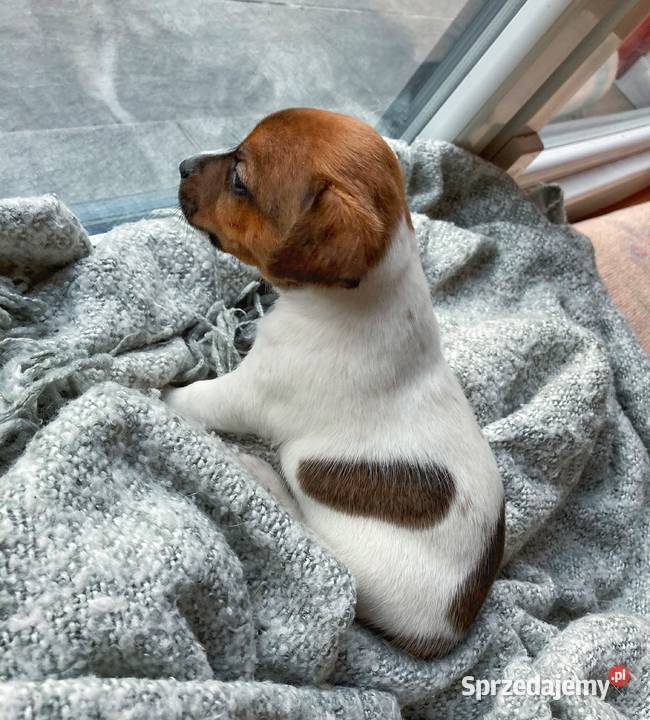 Jack Russell Terrier gładkowłose Łomianki