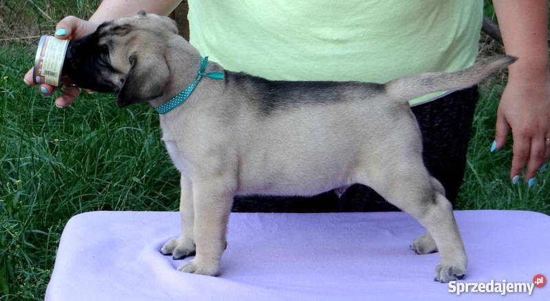 Szczeniaki BULLmastiff Kraków