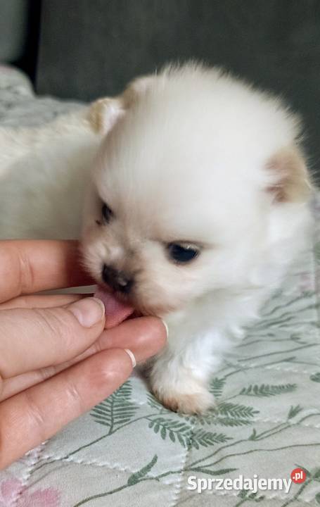 Szpic miniatura pomeranian ZKwP FCI marzec Szpic miniaturowy