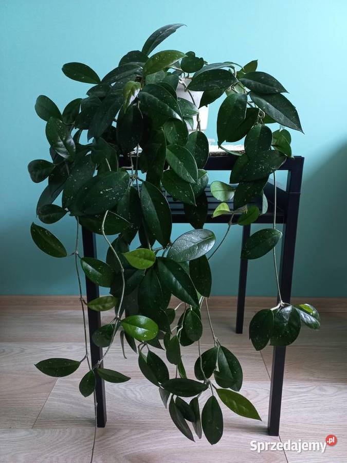 Hoja kwiat doniczkowy roślina pokojowa