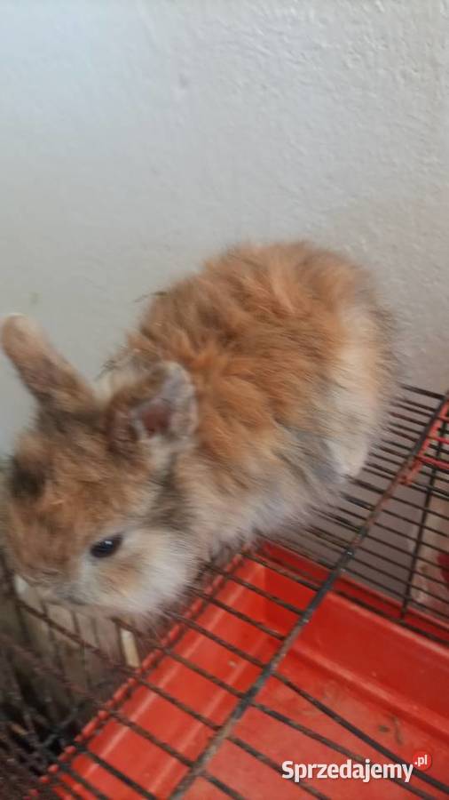 Sprzedam miniaturki Gierałtowiczki