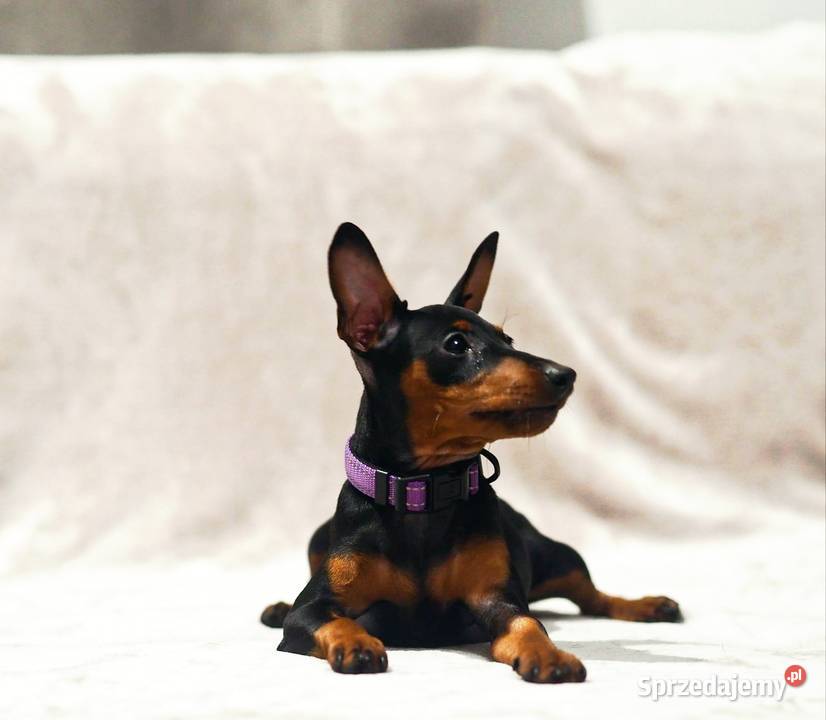 Pinczer miniaturowy ZKwP FCI przebadane bogata Chełm sprzedam