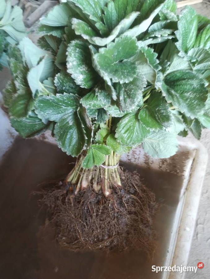 Sprzedam sadzonki truskawki Kraśnik