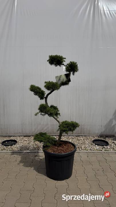 Larix Kaempfrei Bonsai 120 Kobyla Góra
