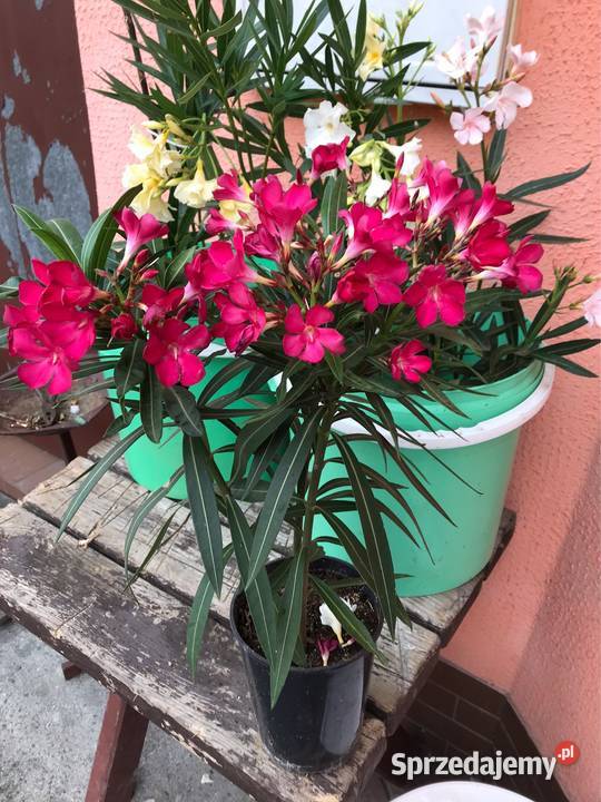 Oleandre kwitnące Brzeźnica