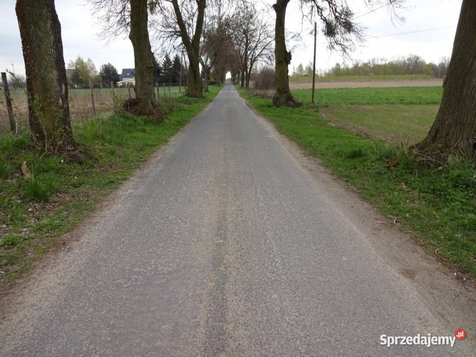 Działka budowlana w Zielonczynie 1504m2 Zielonczyn sprzedam