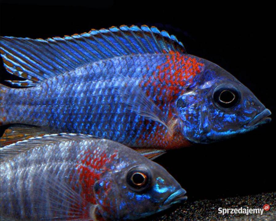 Aulonocara hansbaenschi RED FLUSH SAMCE XXL 10 Ryby sprzedam