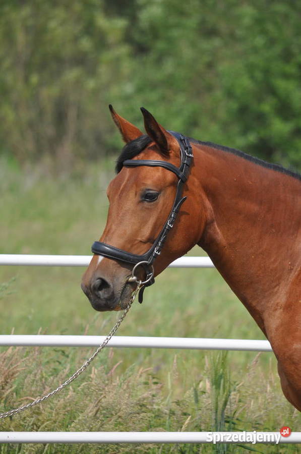 Klacz dwulatka przyszłościowa Mogielnica