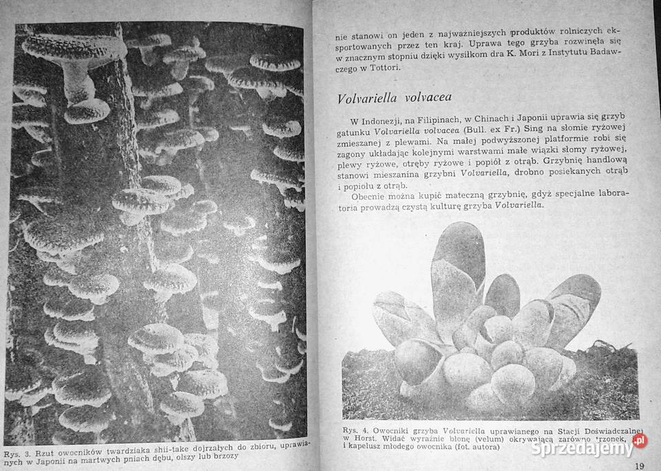 Nowoczesna uprawa pieczarki PJC Vedder Chełm