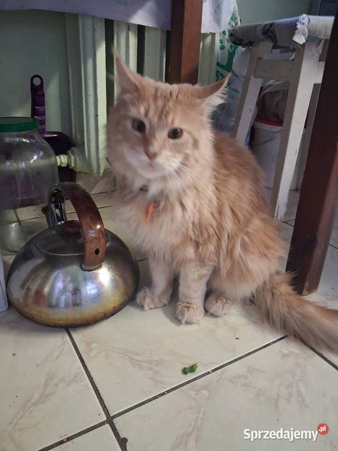 Maine coon kocica świętokrzyskie Sandomierz