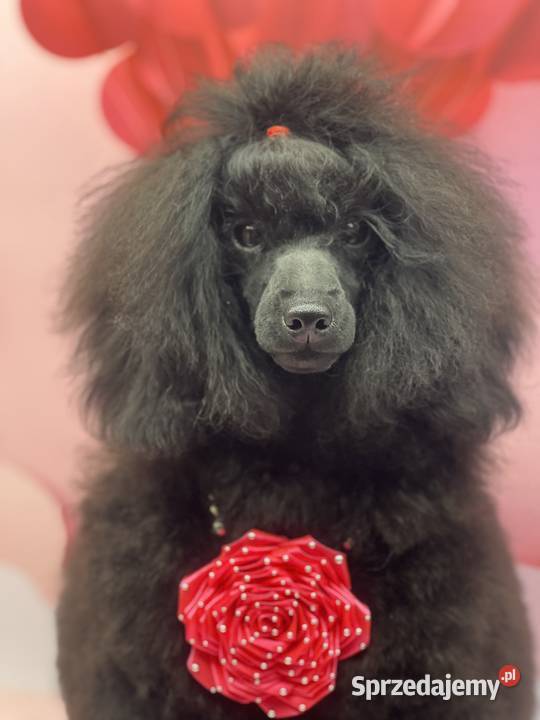 Pudel miniaturowy czarny FCI dziewczynka