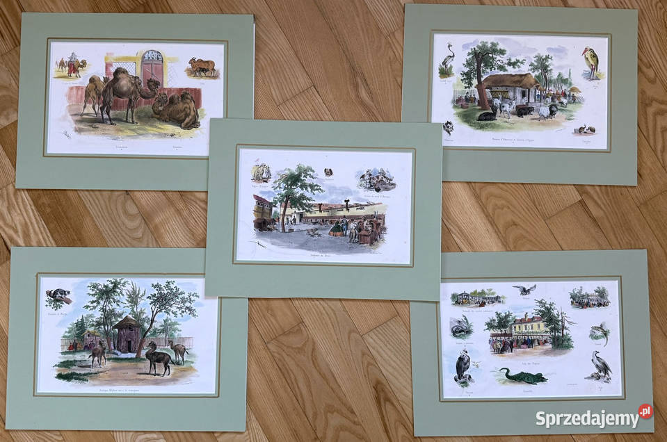 Oryginalne Litografie 1860 r Albert Adam Ręcznie Warszawa sprzedam