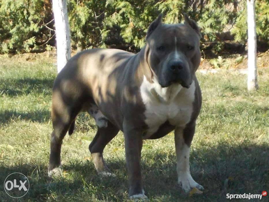 Amstaffy Błękitne Amstaff Płock