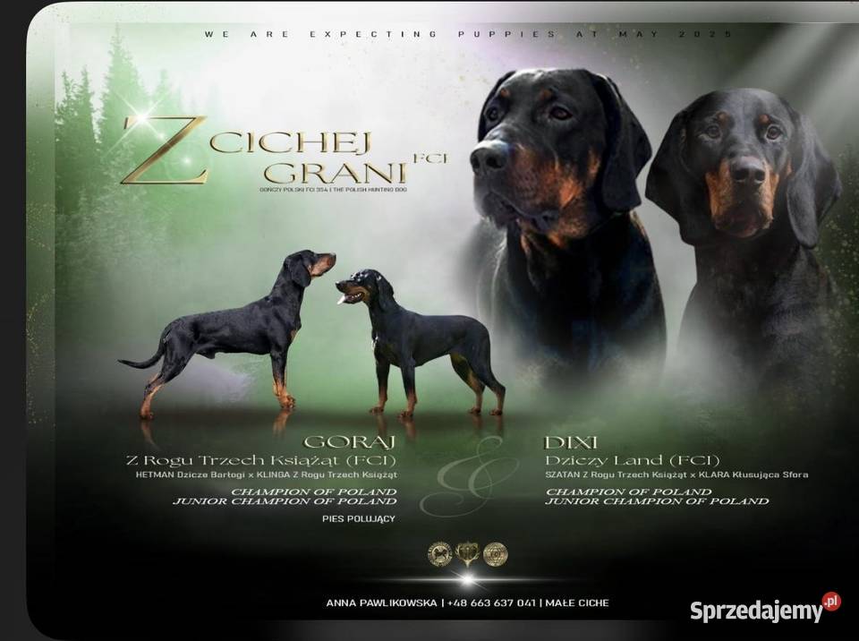 Sprzedam Gończy Polski Szczeniaki Małe Ciche sprzedam