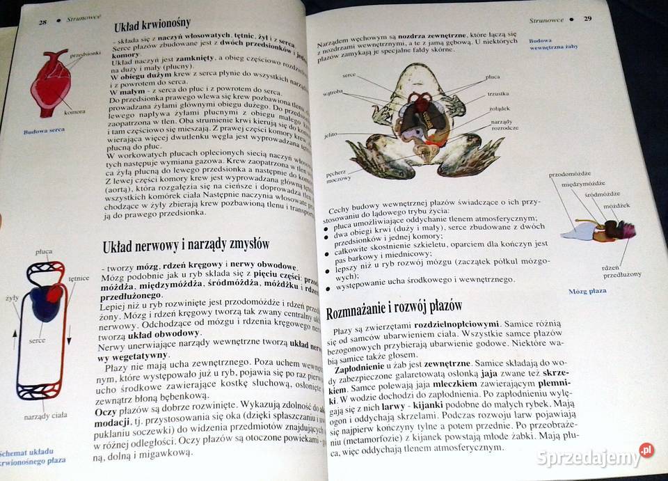 Biologia 6 Henryk Lach Krystyna Mnich Kultura i Rozrywka Chełm