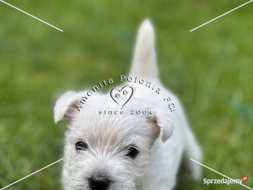 Suczka rasy west highland white terrier Poręba