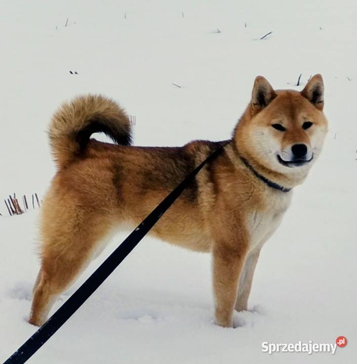 Shiba trzy pieski i suczka wszystkie czerwone lubelskie Bychawka Trzecia