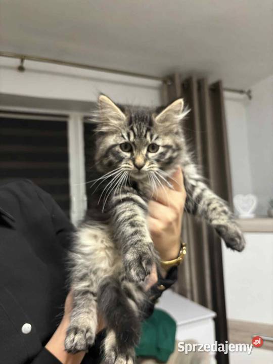 Sprzedam kota syberyjskiego Syberyjski Szastarka