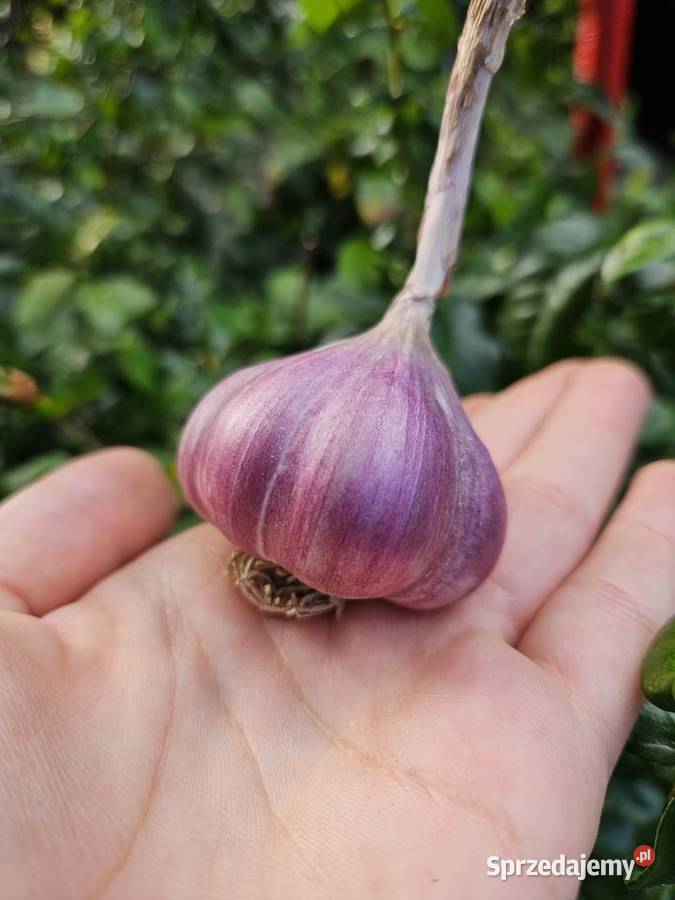Czosnek przemysłowy Harnaś kilówka polski ostry Kraków