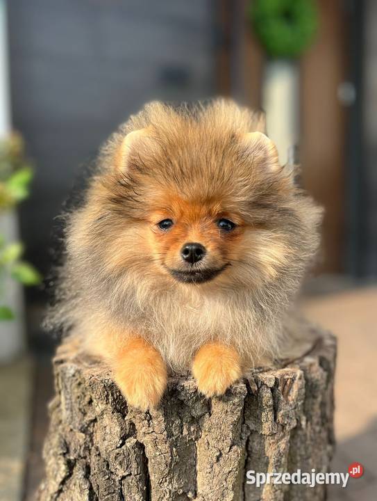 Pomeranian Szpic miniaturowy łódzkie Bełchatów