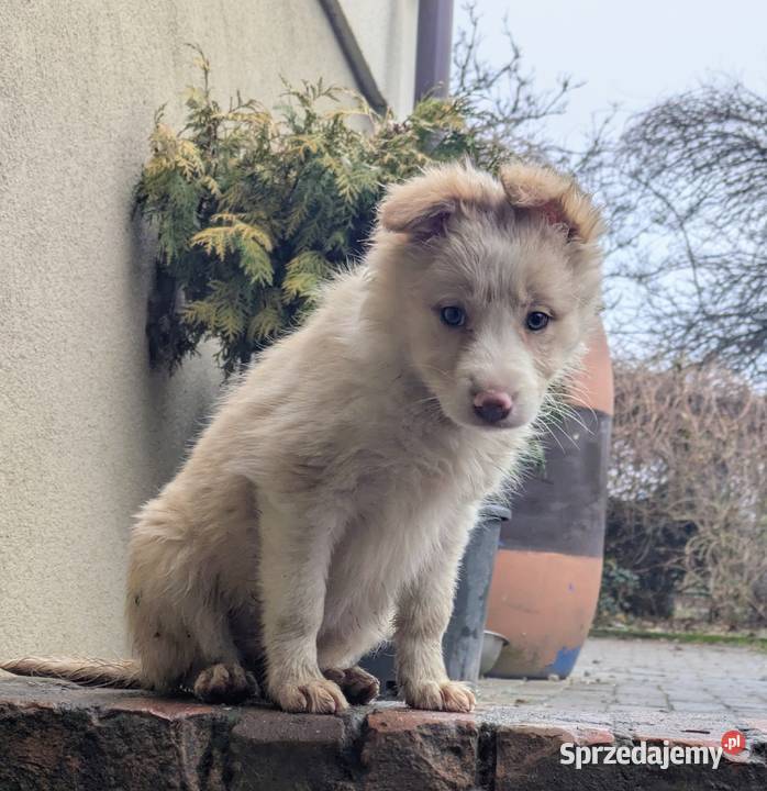 Border Collie Wołów sprzedam