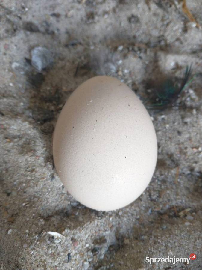 Jaja lęgowe pawia indyjskiego