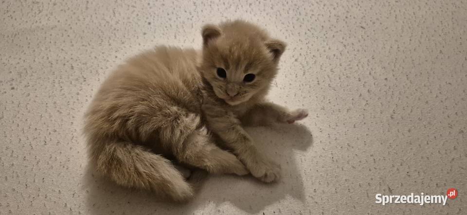 Maine Coon dwa kocurki do rezerwacji Kliniska Wielkie