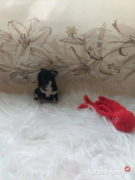 Szczeniaki piesek suczka chihuahua sprzedam
