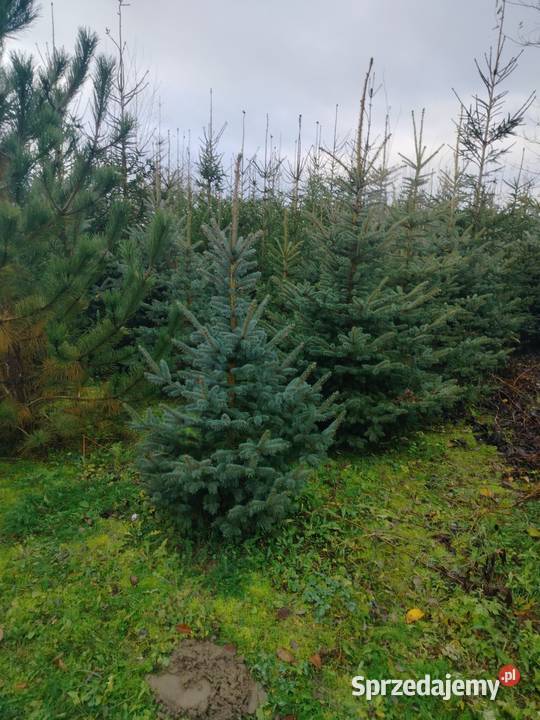 Choinki świąteczne i do ogrodu kujawsko-pomorskie Jabłonowo-Zamek sprzedam