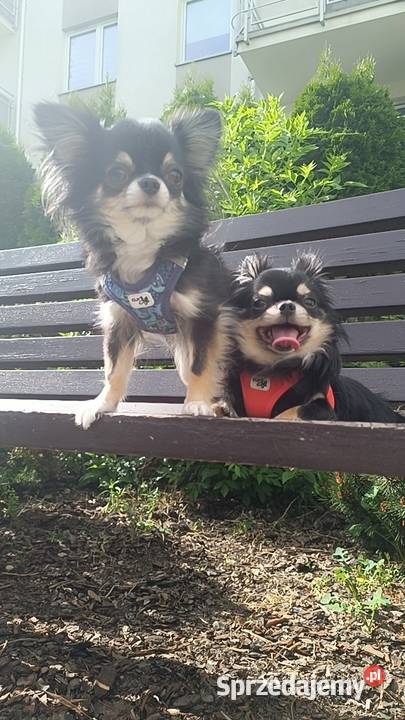 Chihuahua podpalany Warszawa