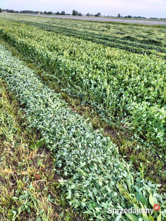 Sianokiszonki sprzedam