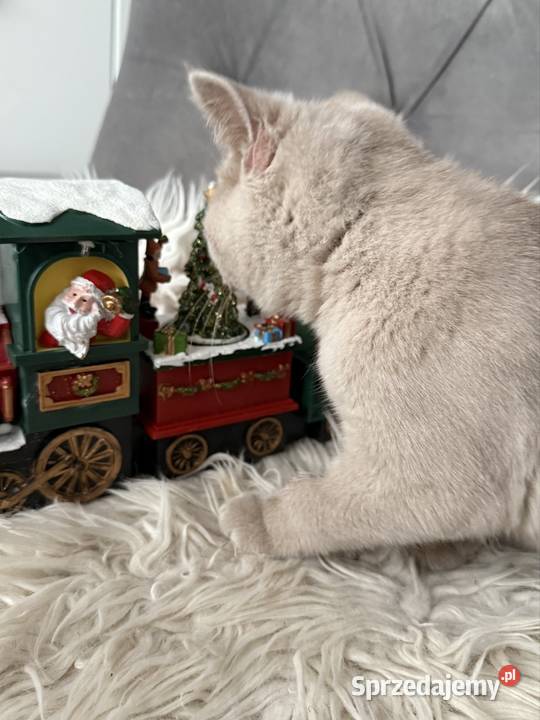 płowy brytyjski kocurek Brytyjski kujawsko-pomorskie Inowrocław