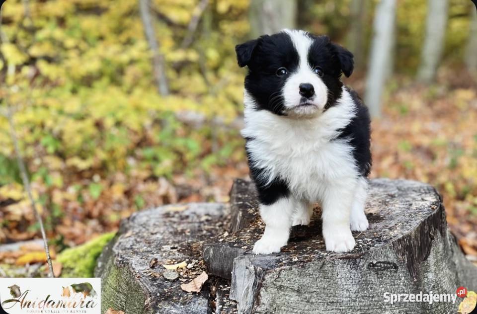 Border collie ZKwPFCI szczenięta małopolskie Kraków sprzedam