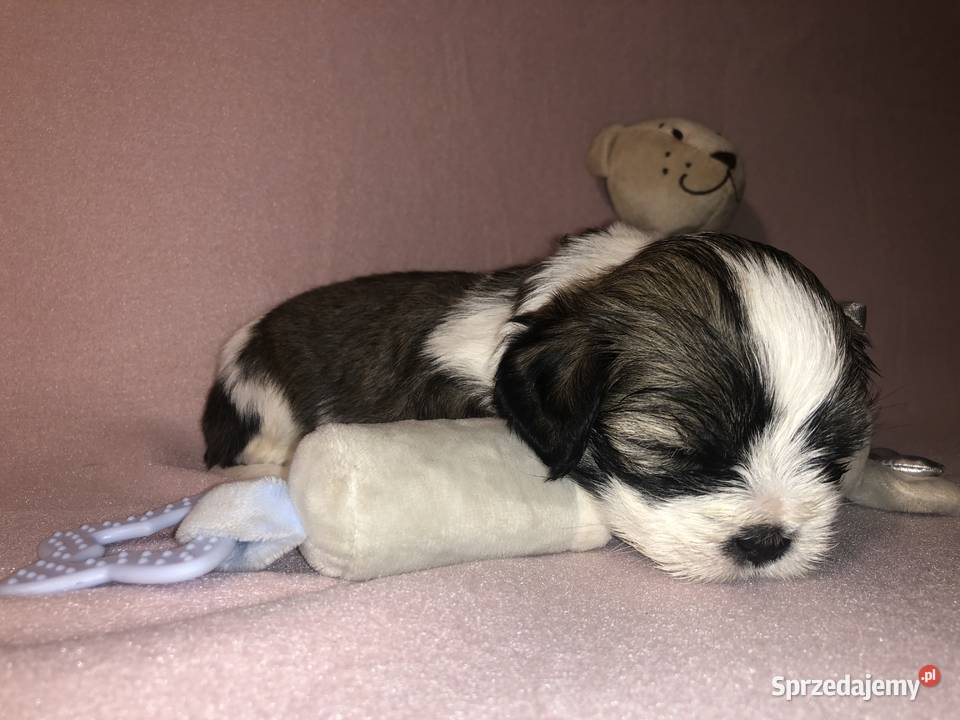 SZCZENIAKI Lhasa Apso Championach Polski FCI Psy Poznań sprzedam