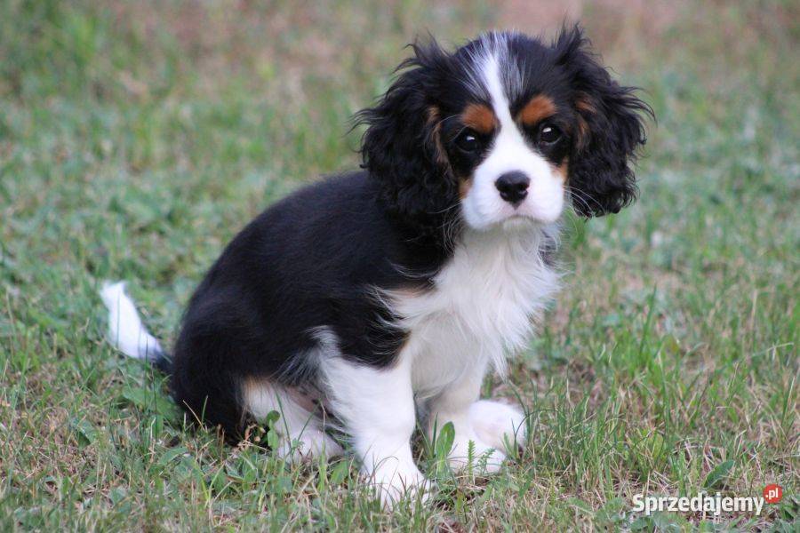 Piesek ZKwP gotowy do odbioru Cavalier King śląskie Częstochowa