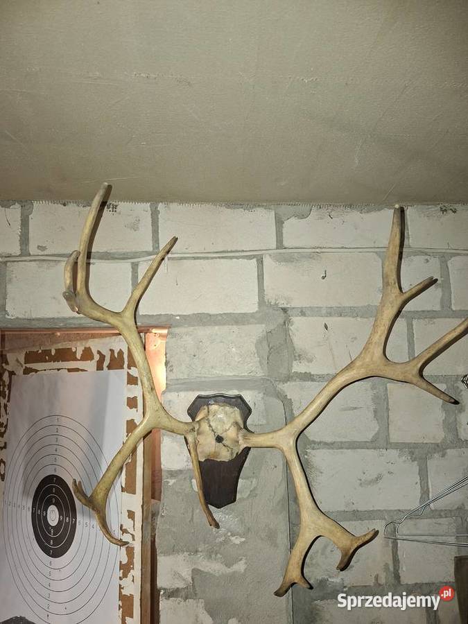 Rogi Poroże Renifera Kielce