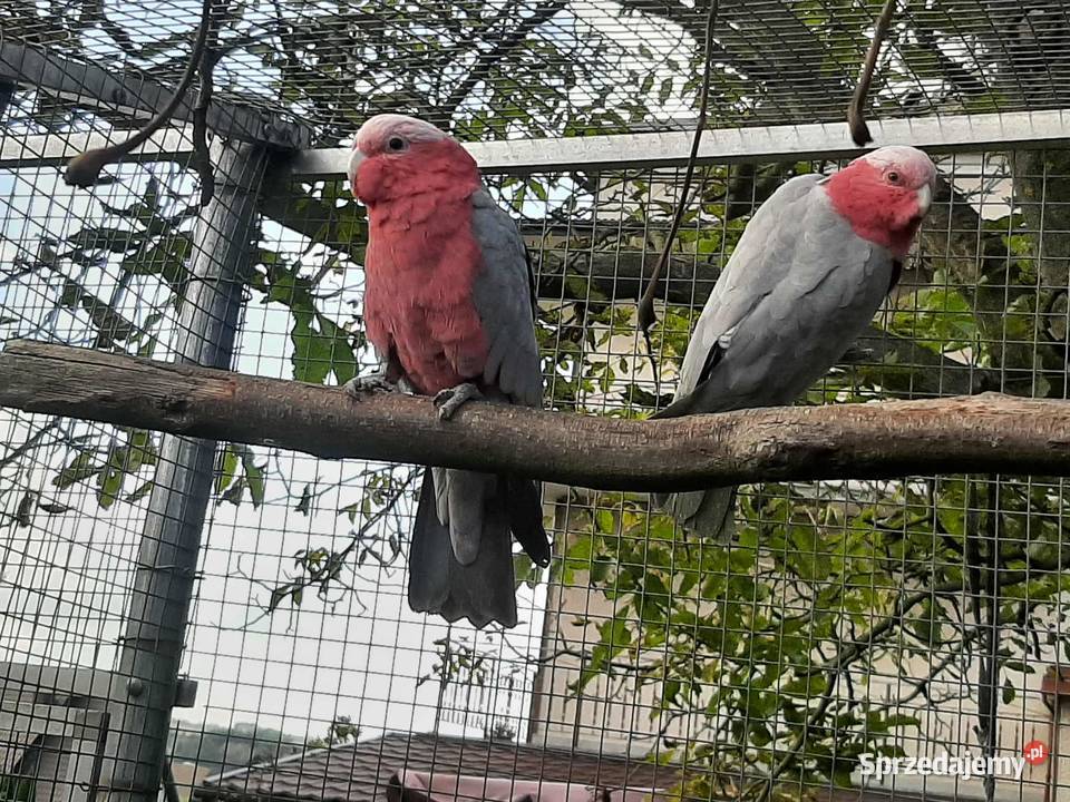 Kakadu różowe para 23r małopolskie Skała