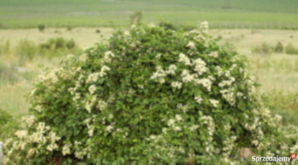 POWOJNIK PNĄCY Clematis sadzonki w doniczkach Ustronie