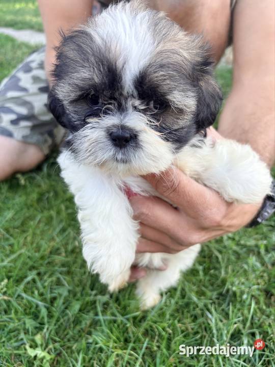 Suczka i dwa pieski szczeniaki ShihTzu Bełżyce