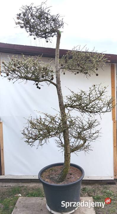 Bonsai Niwaki Modrzew Medynia Łańcucka