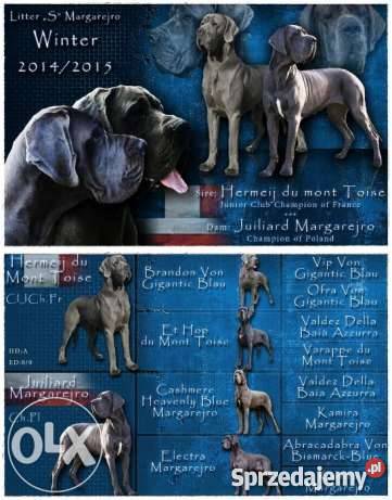 Dog niemiecki błękitny szczenięta Championach Psy Świdwin