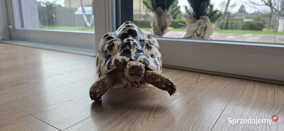 Żółw lamparci lądowy pomorskie