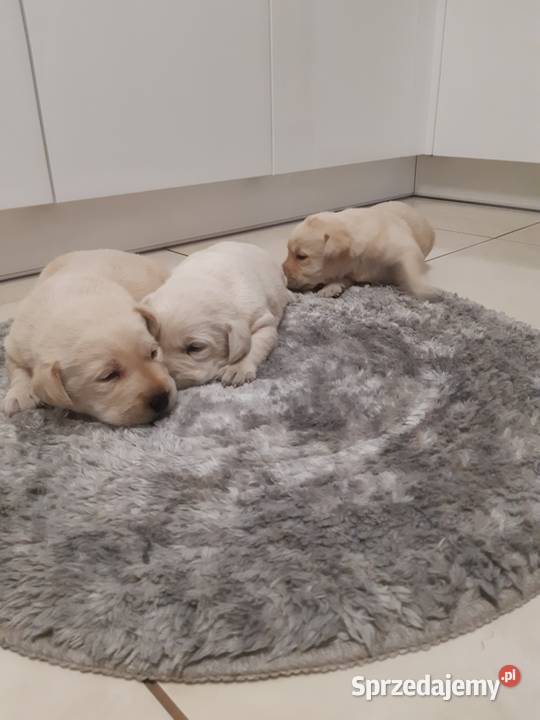 Labrador Milejowice