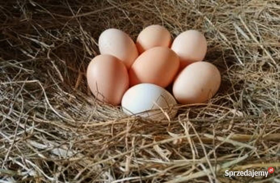Ekologiczne jajka własną pasza Tuszki perliczek Drób i ptactwo Siemkowice