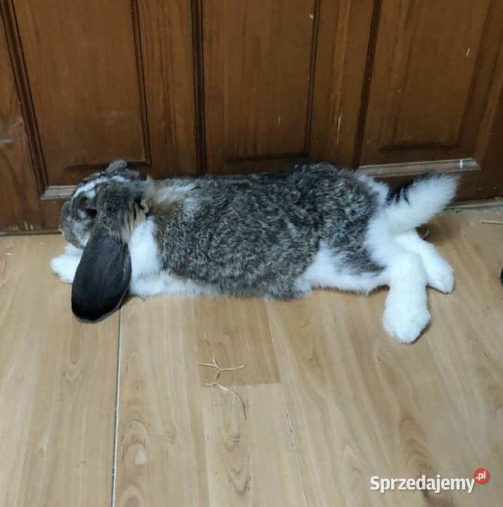 Dzień oddam króliczka w ręce Przyjaźń