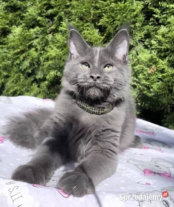 Maine Coon wielka i piękna Rumba Wińsko
