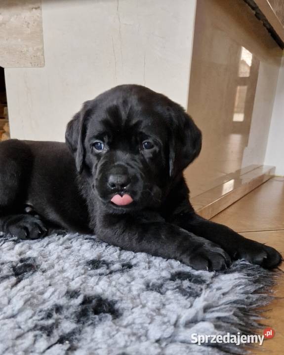 Labrador Retriever ZKwP oKrakówczarne szczeniaki Stadniki